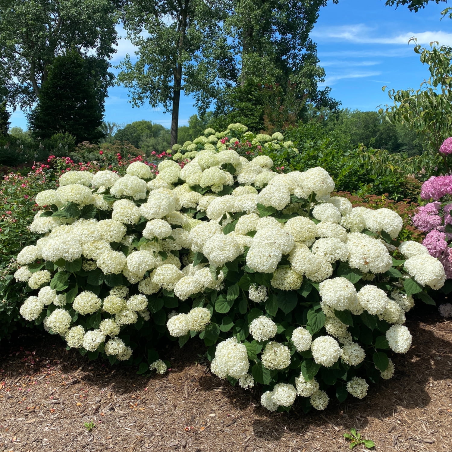 Proven Winners ColorChoice 6" White Incrediball Storm Proof Smooth Hydrangea Live Plant in 7.5" Pot