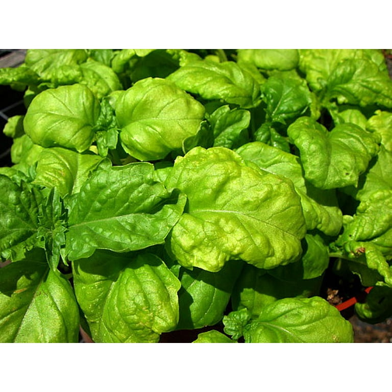 Fresh Basil Leaves Walmart