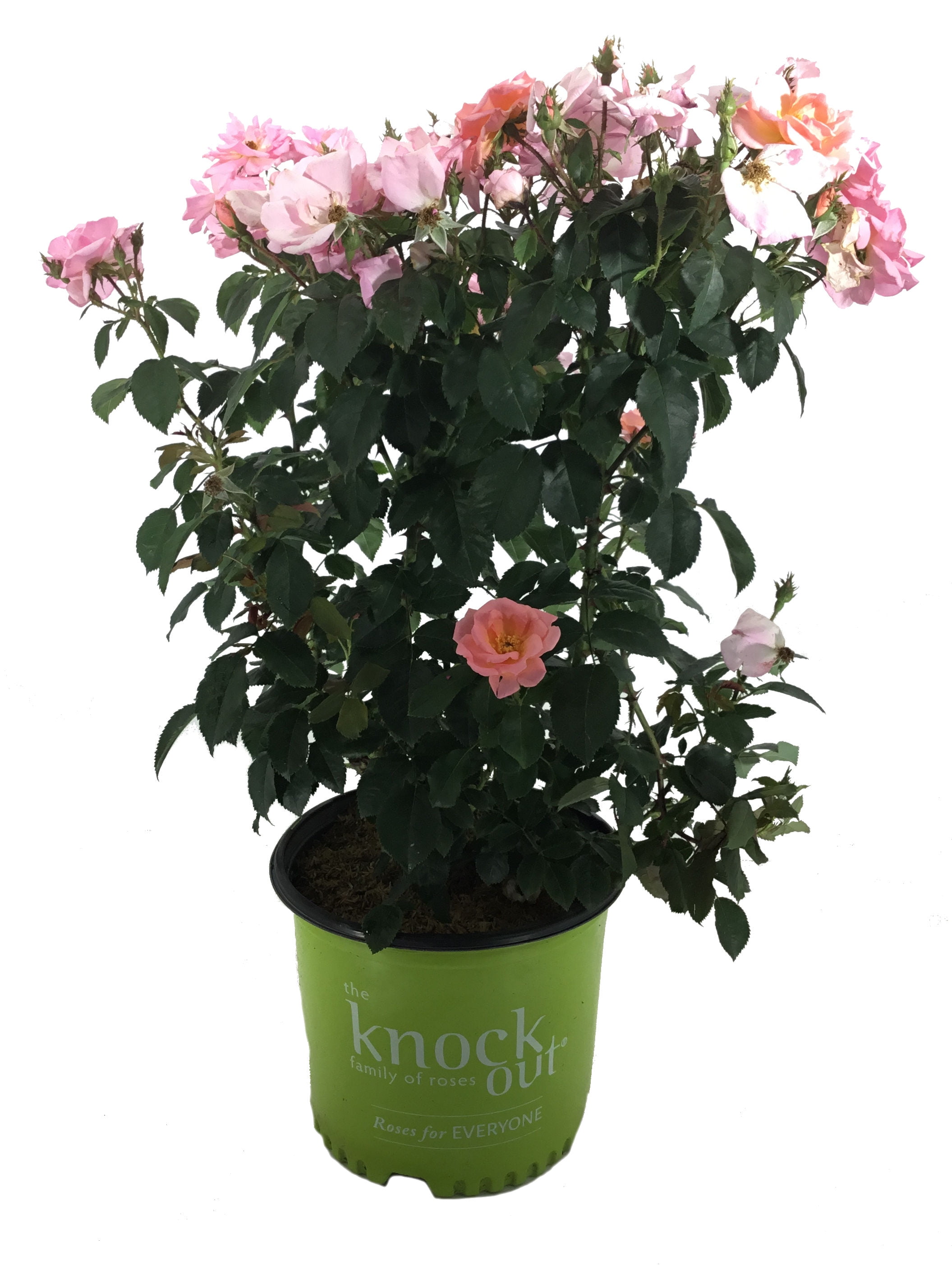 Knock Out Roses Peachy Knock Out Rose 3 Gallon (Rosa) Pink Petals with Yellow Center of the Flowers Are Disease Resistant Live Outdoor Plant