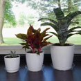 thumbnail image 3 of 5 Pack Plant Saucer, Clear Plastic Plant Pot Saucer, Made Of Thicker, Stronger Plastic, With Unique Design, Durable Flower Plant Tray For Indoor And O, 3 of 5