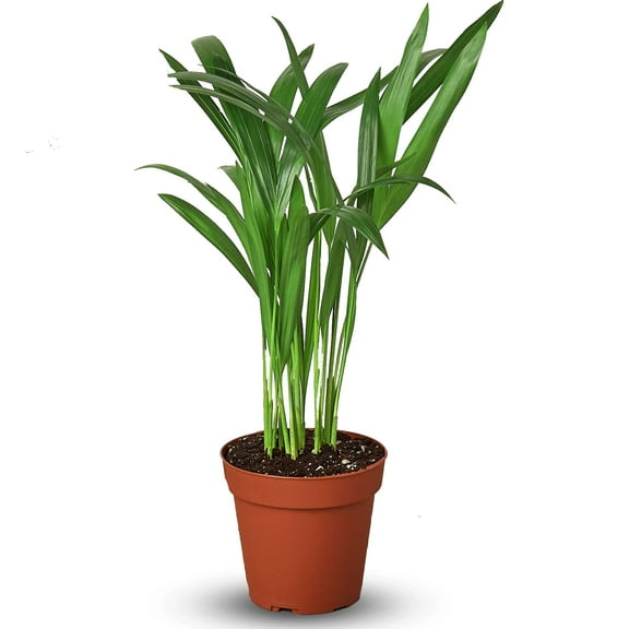 Areca Palm Live Plant for Indoor | Different Houseplants in 4'' & 6'' Pot | Real House Plant for Living Room, Office, Desk & Bathroom | Dypsis lutescens | Butterfly Palm