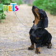 thumbnail image 2 of Collar De Entrenamiento (1.6 Mm) 40 Cm Fancy Pets 40 cm, 2 of 2
