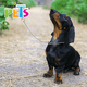 thumbnail image 2 of Collar De Entrenamiento (1.6 Mm) 40 Cm Fancy Pets 40 cm, 2 of 2