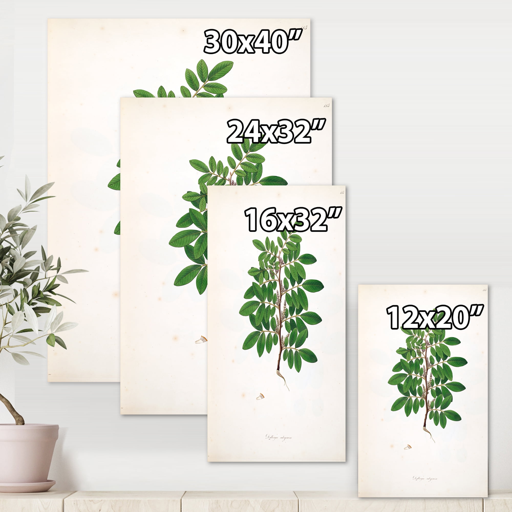 Designart ' Ancient Plant Life XX ' Farmhouse Canvas Wall Art Print