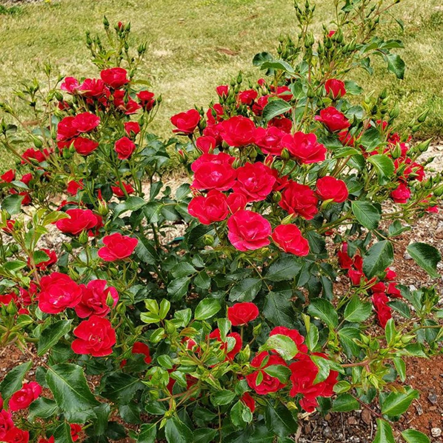 Expert Gardener 12-18" Mini Cherry Flower Carpet® Groundcover Rose with Red Flowers Live Tree in 2 gal. Grower Pot