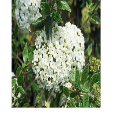Burkwoodii Viburnum Live Plant 12-18" in Height in a #3 Container