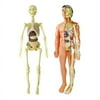 Human Skeleton Model- Body Anatomy Model with Realistic Looking Bones and Movement for Learning Science, Kids Education Display