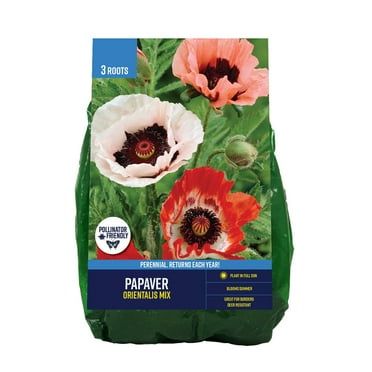 Van Zyverden Papaver Mix (Set of 3 Dormant Bulbs) Full Sun, Multi-Color, Perennial