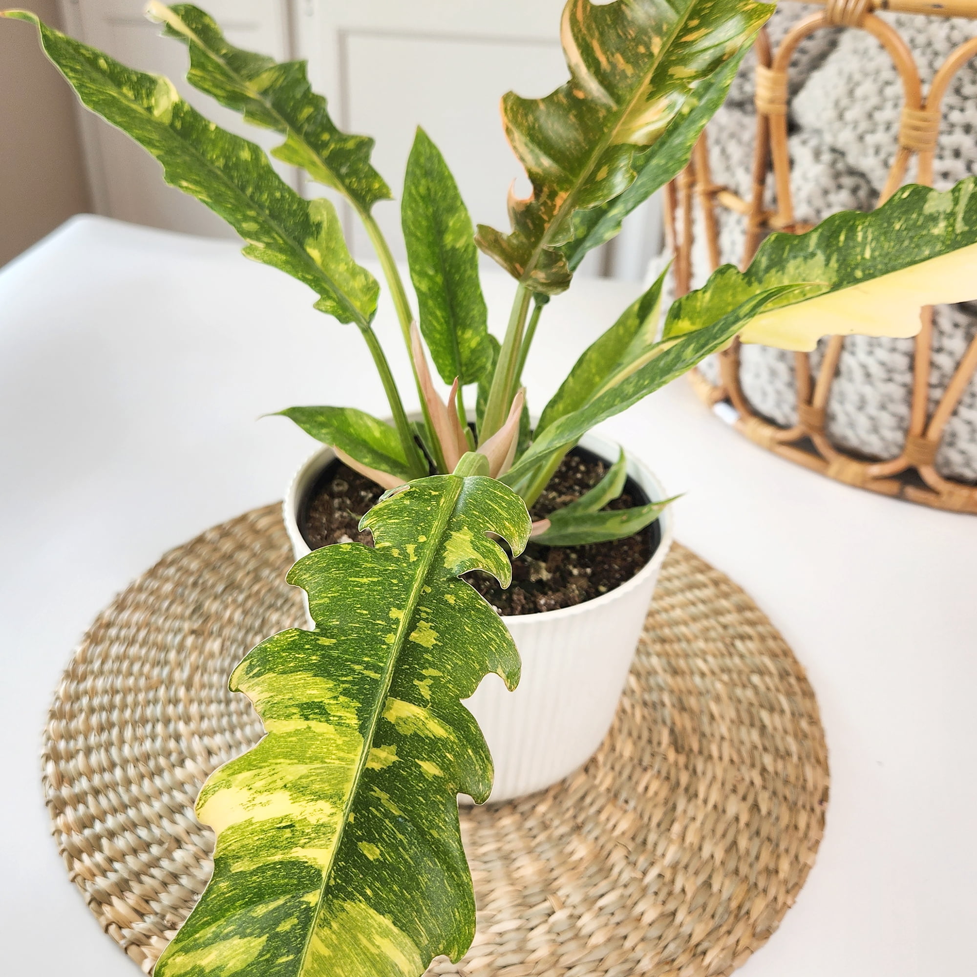 Element Variegated Philodendron Ring of Fire in 6" White Pot (Approx 17" Tall) Live Plant