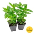 thumbnail image 4 of 2 Peppermint Plants – Fragrant Edible Perennial Herb for Fresh Tea, Cooking & Easy Growing in Containers, Herb Gardens & Outdoors (Mentha piperita L.) in 3.5” Cubes, Live Plants, 4 of 9