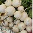 thumbnail image 6 of Shogoin Turnip Seeds/ Annual/ Full Sun/ 44K Seeds 1/4lb/ Zellajake Farm and Garden - B186, 6 of 6