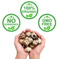 thumbnail image 1 of FARM FRESH Quail Eggs *Laid in the U.S.* Hormone Free; Non-GMO - (12+ Ct), 1 of 5