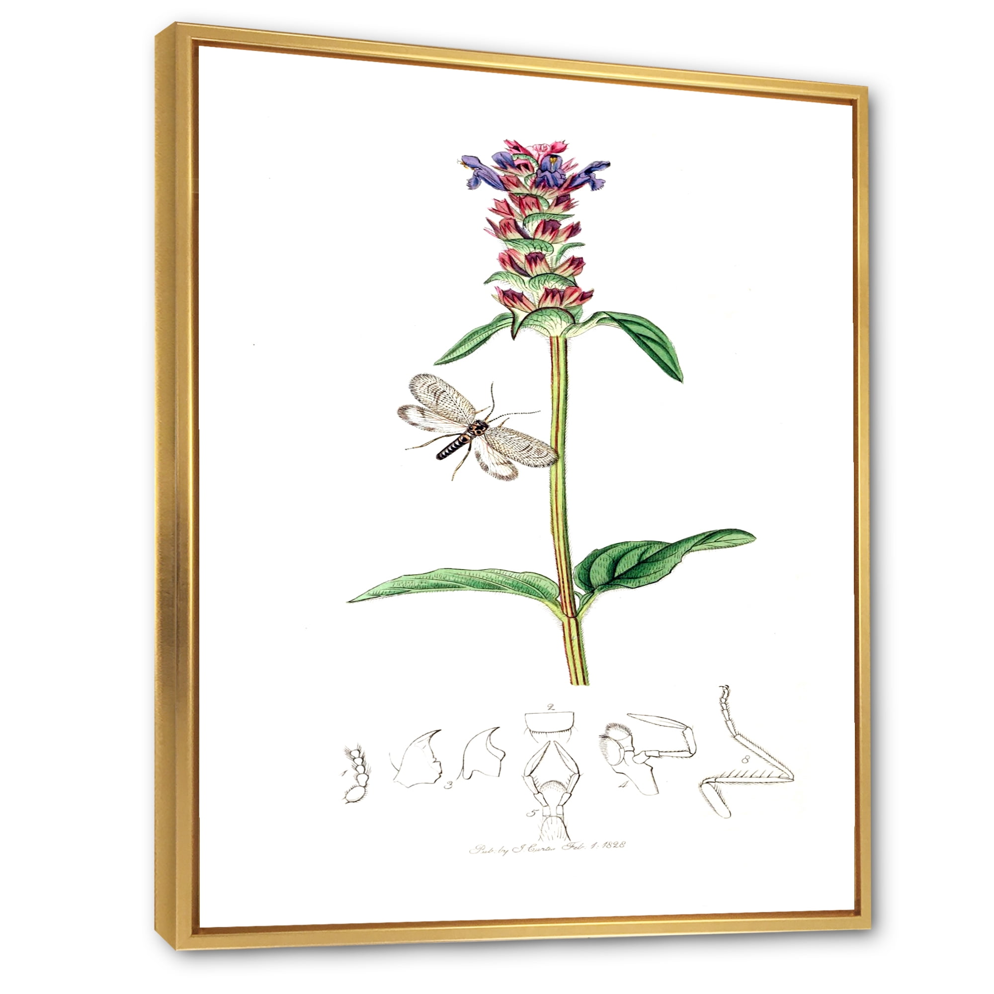 Designart 'Ancient Insects and Plants II' Farmhouse Framed Canvas Wall Art Print