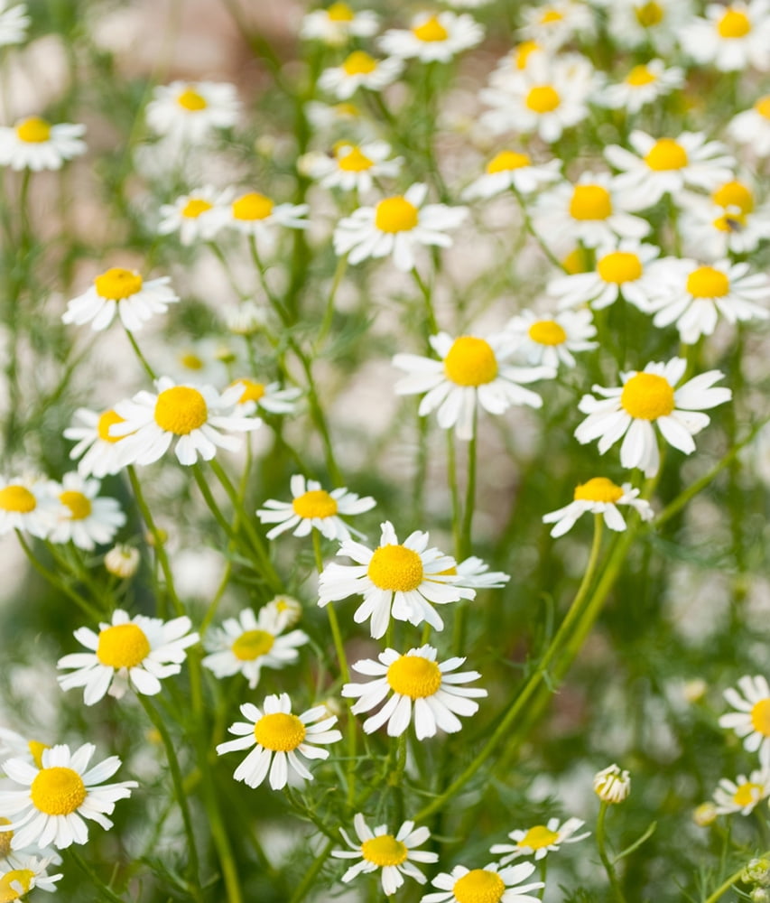 German Chamomile Herb Matricara Teas Cosmetics 3
