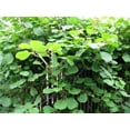 thumbnail image 4 of Hardy Fuzzy Kiwi Plants - Actinidia chinensis - Vincent/Tomuri 2 Plants - 4" Pot, 4 of 4