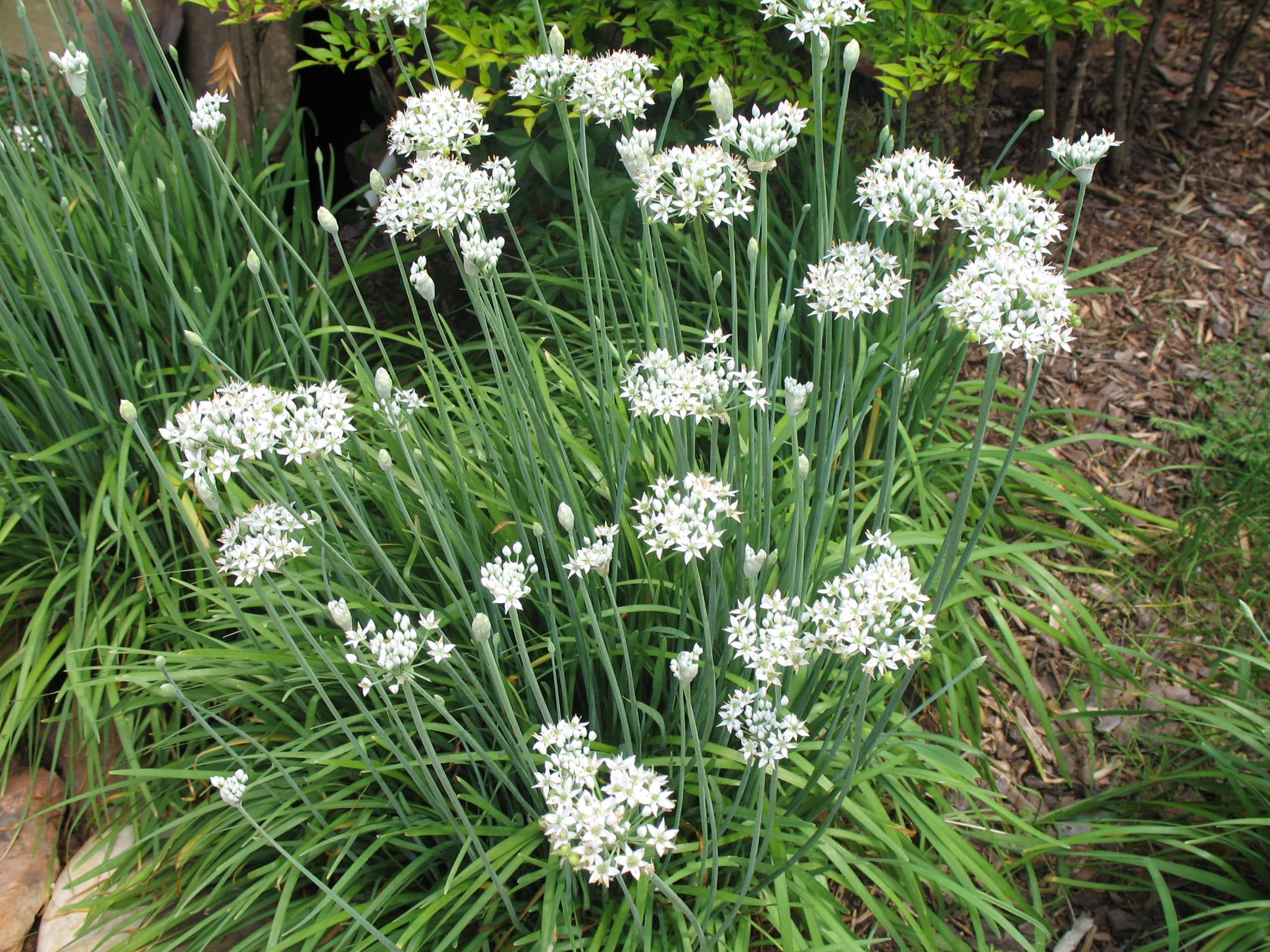 Gigantic Chives 20 Seeds Allium schoenoprasum