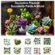 thumbnail image 4 of Ounissouiy Suculentas falsas, accesorios para fotos, plantas decorativas simuladas, bonsái, decoraciones para el hogar, patios, césped, maceta, SET0836 Flores artificiales SET0864 Paquete de 24 273G Ounissouiy HA060204-05B, 4 of 6
