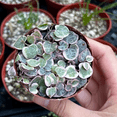 thumbnail image 4 of Variegated String of Hearts Live Plant, String of Hearts Succulent, 4 Inc, Indoor Outdoor Planting, 4 of 5