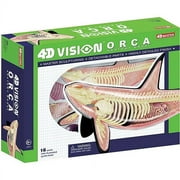 Orca Anatomy Model