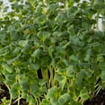 thumbnail image 6 of Mibuna Mustard Seeds - 1 Oz ~8500 Seeds - Non-GMO Japanese Herb, Vegetable Garden & Microgreens Seeds, 6 of 6