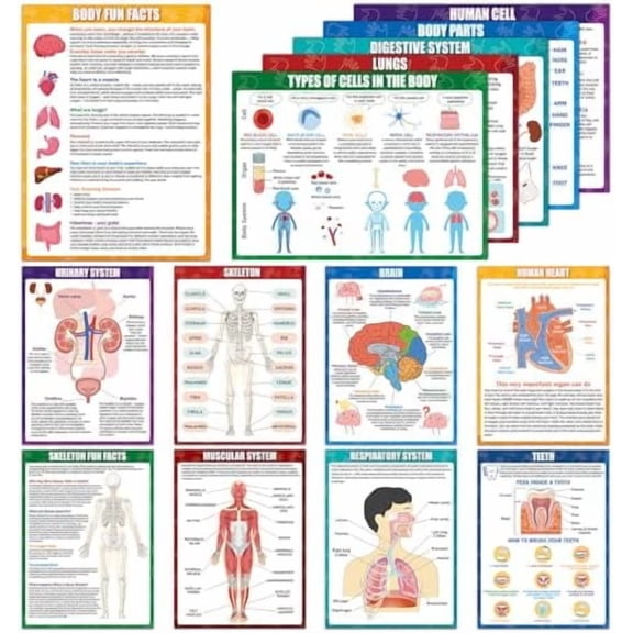 14Pcs Human Anatomy Posters Educational Learn Body Parts physiology study charts Wall Art Print Classroom Decorations for Kids Primary Middle High School Curriculum Homeschool Activity 11 x 14.7 In
