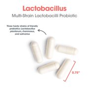 ARG Lactobacillus - Multi-Strain Probiotic Capsule - Gut & Digestive Health Support - Dairy Free, Gluten Free - 100 Servings - 100 Capsules