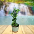 thumbnail image 5 of Spiral Plant Support Trellis,15.75 inch Metal Plant Stake for Climbing Plants, Indoor Plant Support for Potted Vines, Monstera, Pothos, Decorative Plant Stake for Houseplants, Garden Plant Support, 5 of 6
