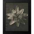 thumbnail image 2 of Blossfeldt, Karl 15x18 Black Modern Framed Museum Art Print Titled - Blossfeldt Flower I, 2 of 5