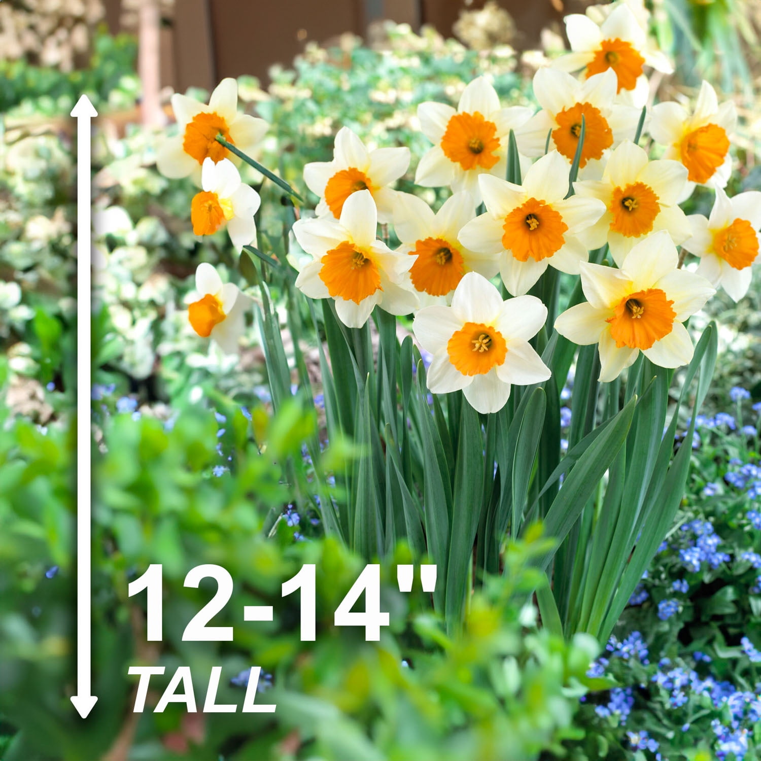 Garden State Bulb Narcissus Large Cupped Sempre Avanti Daffodil Flower Bulbs, 16/18cm (Bag of 50)