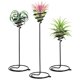 thumbnail image 2 of 3pcs Tillandsia Stands Air Plant Holders Spiral Flower Displaying Stands Desktop Tillandsia Holder, 2 of 2