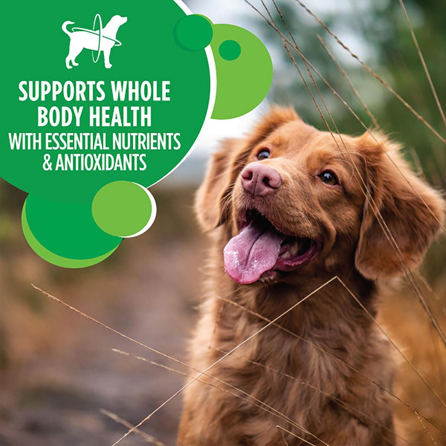 Iams Minichunks Chicken & Whole Grains Recipe Dry Dog Food 38.5KG