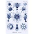 thumbnail image 3 of Haeckel, Ernst 11x14 Black Modern Framed Museum Art Print Titled - Haeckel Nature Illustrations: Siphoneae Hydrozoa - Dark Blue Tint, 3 of 5