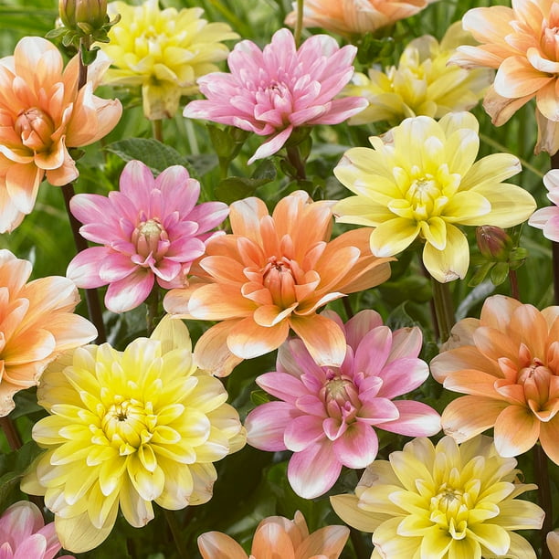 Flower Bulb Catalogues