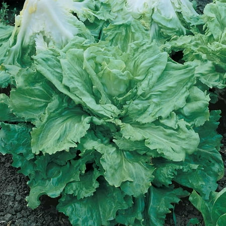 Endive Seeds, Broad Leaf Batavia: 1 Oz - Non-GMO Garden Seeds - Grow Microgreens, Vegetable Gardening,