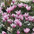 thumbnail image 5 of Jane Magnolia Live Shrubs, Beautiful Spring Flowering, 5 of 7