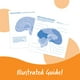 thumbnail image 5 of Sección transversal de recursos de aprendizaje de modelos cerebrales, 2 piezas, 7 o más, 5 of 6