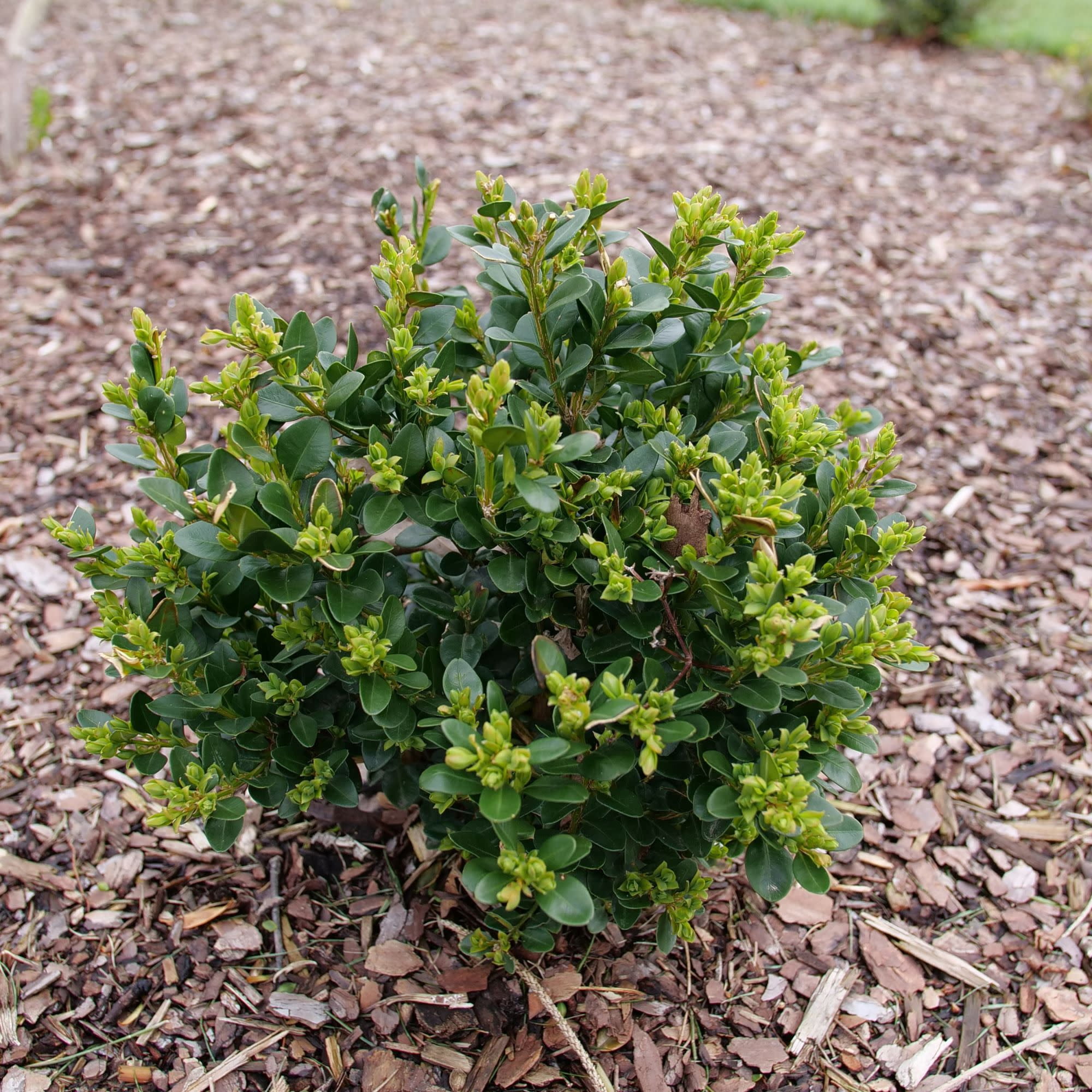 Proven Winners ColorChoice 5" Neatball Boxwood Live Plant in 4.5" Pot (4 Count)
