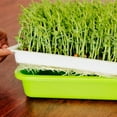 thumbnail image 3 of Seed Sprouter Tray With Lid Bpa Free Bean Sprout Grower Sprouting Seeds Tray,Dirt Free Way And Big, 3 of 5