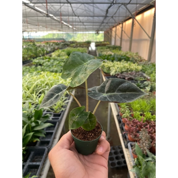 Alocasia Polly 'African Mask' - Live Air-Purifying Indoor Plant in Nursery Pot – Easy Care, Low Maintenance Houseplant for Home & Office Decor, Natural Air Cleaner, Best for Beginners (2"Pot)