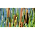thumbnail image 2 of Cattail Seeds for Planting - 2,000+ Seeds - Attractive Aquatic Plant, 2 of 3