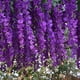 thumbnail image 4 of Seda Artificial Glicinas de Seda de Ratta de Vid Decoracion de Boda Colgante de Flores, 12 Piezas, (), 4 of 5