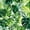 Color 3, variant on Peel and Stick Wallpaper Green Bamboo Forest Dense Leaves Light 17.7in x 118in Contact Paper Removable Self Adhesive Wall Mural Wall Decor for Bedroom Kitchen Cabinets