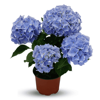 Van Zyverden Hydrangea Nikko Blue 4