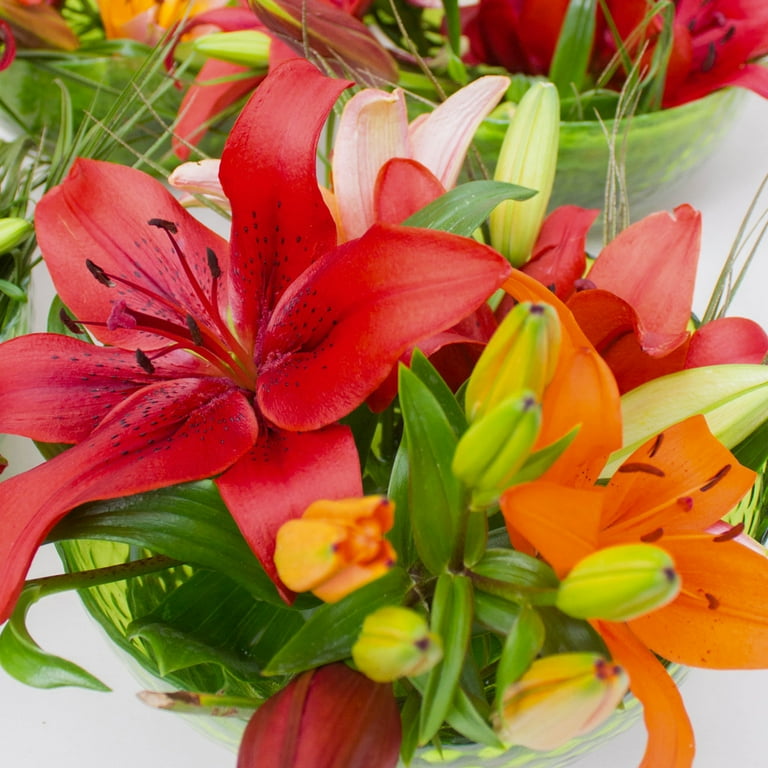 Van Zyverden Lily Red Velvet Dormant Flowering Perennial