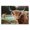 Highland Cattle Gazing, variant on Stupell Industries Farmhouse Peaceful Cattle Rural Open Farmland Gold Floating Frame Canvas Art, 31 x 25, by Dakota Diener