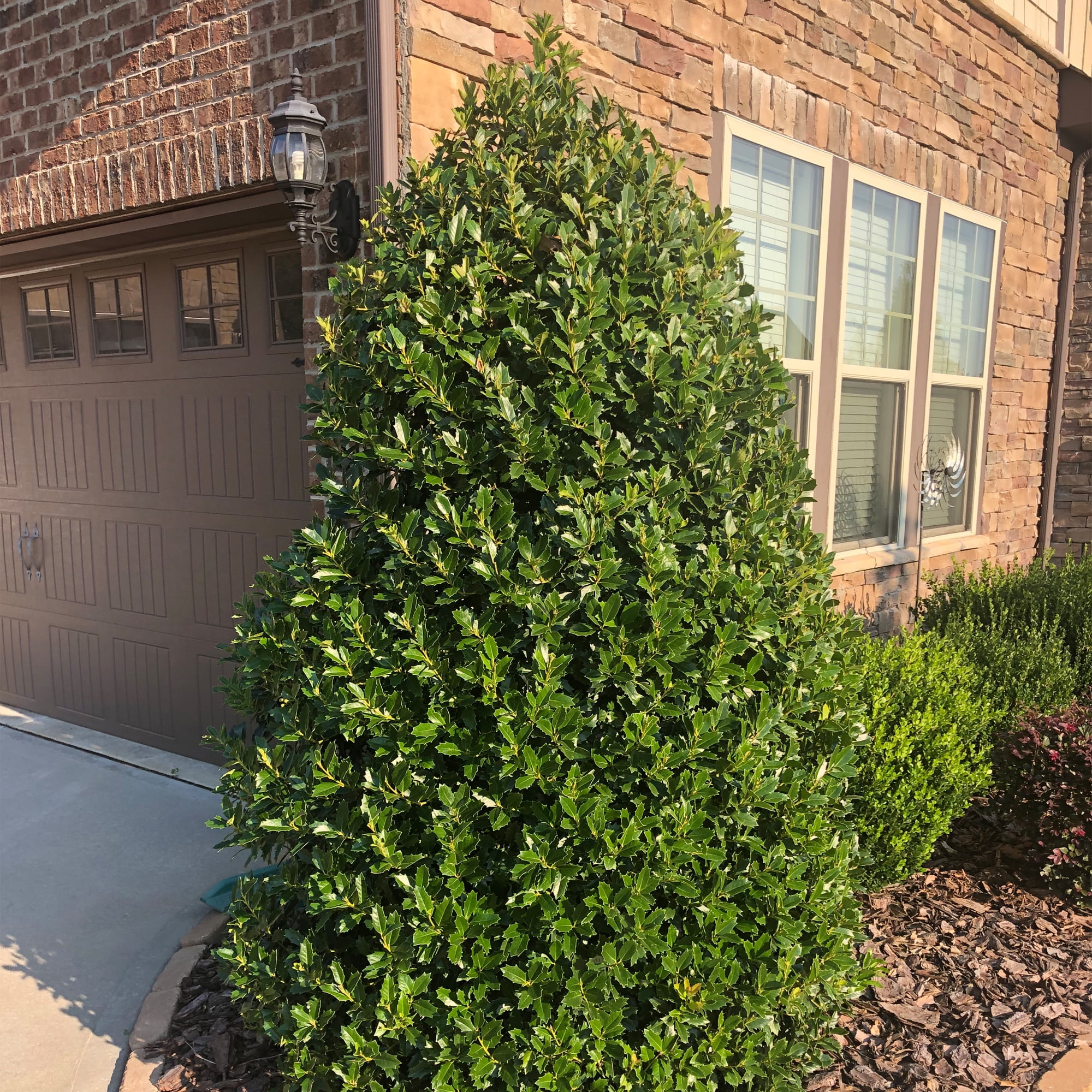 Expert Gardener Southern Living Plant Collection Oakland Holly Live Shrub (3 Gallon)