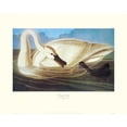 thumbnail image 2 of Audubon, John James 24x20 Black Ornate Wood Framed with Double Matting Museum Art Print Titled - Trumpeter Swan (decorative border), 2 of 4