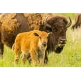thumbnail image 2 of Jaynes Gallery 14x11 Gold Ornate Wood Framed with Double Matting Museum Art Print Titled - South Dakota-Custer State Park Bison parent and calf in meadow, 2 of 4