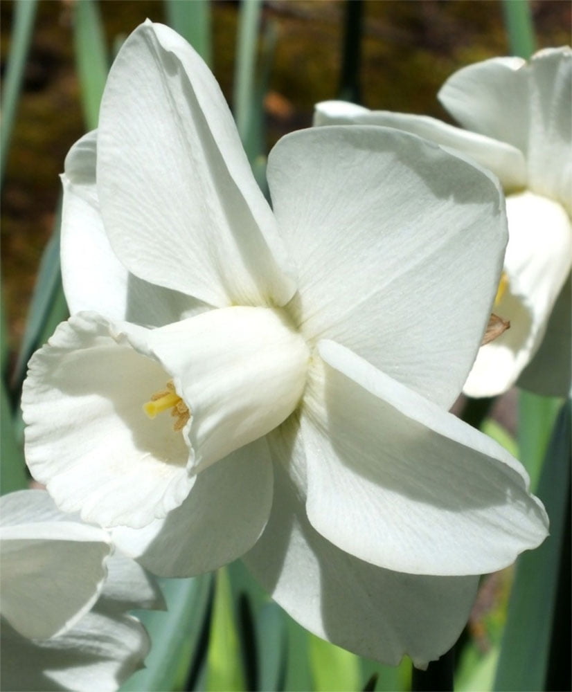 Snowboard® Large Cupped Daffodil 6 Bulbs 14/16 cm Bulbs