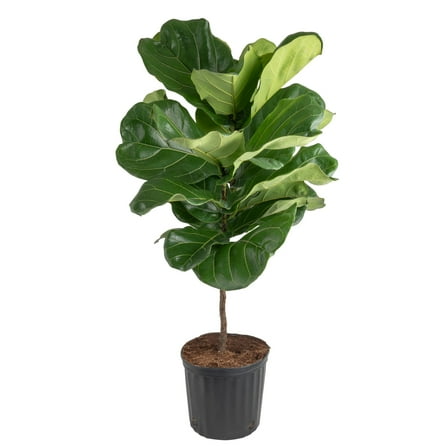 Costa Farms 40-48" Tall Fiddle Leaf Fig, Bright Indirect Sunlight, Indoor Live House Plants,Grow Pot